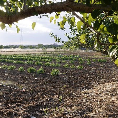 Agrimat Salento Sas Villa Alezio Ngoại thất bức ảnh