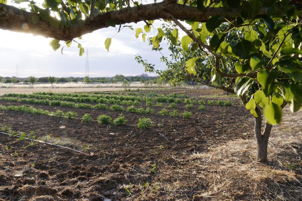 Agrimat Salento Sas Villa Alezio Ngoại thất bức ảnh